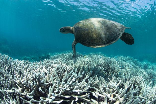 ��� ������� �������� ������ (Chelonia mydas) ������� ����� ��� ��������������� �������� �������� ��� ������������� ���������� ���������